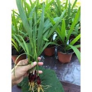 Pokok Bawang Dayak Khasiat