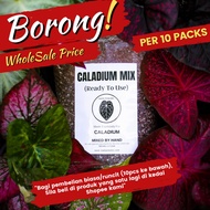 [BORONG] CALADIUM MIX by Nadi Pokoks (Ready To Use) especially for Caladium / Keladi