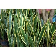 tanaman hidup lidah mertua