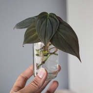 Waterpilo mica plant ADN