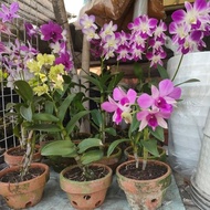 Promo Tanaman Bunga Anggrek Hidup / Anggrek Dendro / Anggrek Ungu