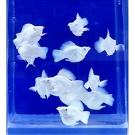 Artificial Plants & PKBM TRIO