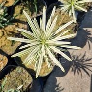 TKL - Podocarpus Seedling/ Podocarpus Japanese/Tiger Spot  兰屿罗汉松苗/日本罗汉松/大虎斑罗汉松
