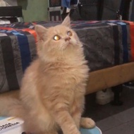 Jual Kucing Persia Jantan usia 11 Bulan dibawah 1 Tahun
