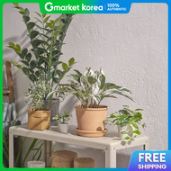 IKEA | Fejka Artificial Plant Kaladiea Height 40cm