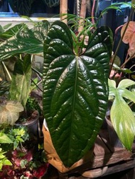 NAPOxLUX Anthurium SP. ‘Napo’ x A. Luxurians  Napox奢華花燭
