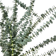 Fresh Flower Foliage Eucalyptus Baby Blue Imported Local Eucalyptus Leaf Different Size