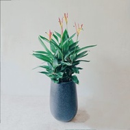 限量款 天堂鳥蕉 小水磨盆