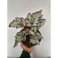 Begonia Rex Beauty