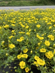 เมคาร์โดเนีย ไม้ดอกคลุมดินสีเหลืองเล็กๆ น่ารัก