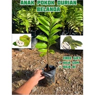 Anak pokok durian belanda ( Thai ) / Pokok durian belanda