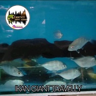 IKAN GIANT TRAVELLY