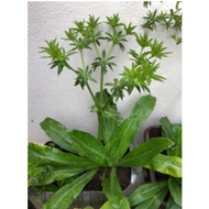 Mexican coriander seed(Eryngium foetidum )seed /culantro