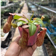 N. ampullaria x ventricosa (Pitcher Plant) *Houseplant*