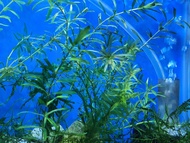 Elodea Densa Aquarium Plants Aquatic plant 水草 Live plant Pokok Aquarium Air