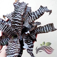 [Bromeliad] Cryptanthus by LS group