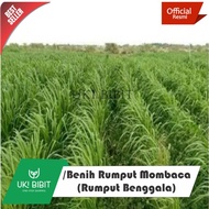 ( 1.000 Butir ) Benih Rumput Mombaca Pakan Ternak | Rumput Benggala