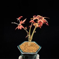 SG2110-日本出猩猩紅楓一手托/超靚紅葉🔥精品植物小盆栽禮物🔥