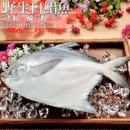 野生大白鯧500g