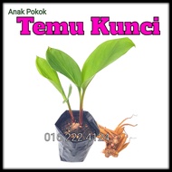 Anak Pokok Herba TEMU KUNCI