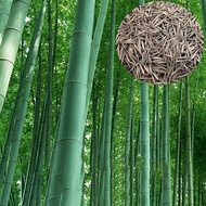 ขายส่ง 500 เมล็ด เมล็ดไผ่Moso ไผ่โมโซ moso bamboo Phyllostachys Pubescens ไผ่ลำเดี่ยว ไผ่ bamboo สาร