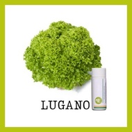 ✆ ☫ ✭ Rijk Zwaan Lettuce Pelletized 100 Seeds | Nutrihydro