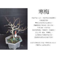 心栽花坊-寒梅(六角盆)/盆景素材/梅花/圓盆/售價660特價550