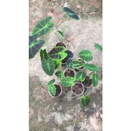 Alocasia Black Beauty (Live plant)