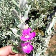 TKL - Outdoor Plant Texas Sage / Leucophyllum frutescens (Polybag 9x9) 室外红花玉芙蓉