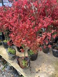 เมเปิ้ลญี่ปุ่น (Japanese Maple) โดยเฉพาะสายพันธุ์ที่มีใบสีแดง เช่น Deshojo หรือ Beni-Maiko