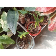 Philodendron Florida Beauty Verigated