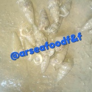 keong nenek / katanglo / siput / live / hidup
