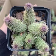 Asura Succulent Four Seasons Plant Group Birth Ball Radiation Protection Office Desktop Indoor Balco