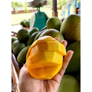 Mangga Harum Manis Perlis 2kg