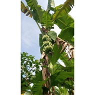 anak pokok pisang raja kampung,berangan kampung, pisang mas kampung, pisang wak nipah(Abu) kampung,b