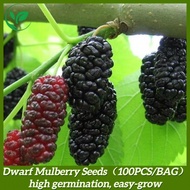 Sweet Dwarf Mulberry Seeds for Planting - Juicy Dark Berries, Rich in Antioxidants, Ideal for Snack