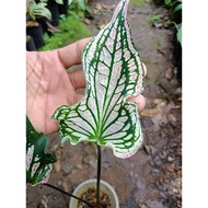 Sindo - Caladium sp Bulbs  Vibrant and Colorful Indoor Plants for Your Home