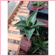 ◄ ❖ ✷ Sensevia/Snake Plant 4Sale