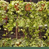 English Ivy Variegated / Hedera Helix / Poison Ivy Live Plant