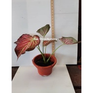 Caladium Thailand Limited Edition/Pokok Seperti Gambar/Bunga Hidup