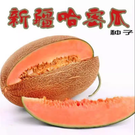 哈密瓜种子超甜香甜瓜种子网纹黄皮哈密瓜高产四季播水果种子