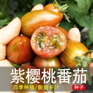 紫番茄籽苗水果四季盆西紅柿四季籽黑珍珠黑番茄種子 種籽壽光蔬菜種子 種籽