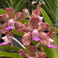 【Fragrance】Vanda Mimi Palmer Pink