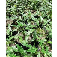 PHILODENDRON XANADU LIVE