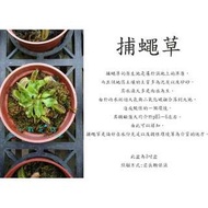 心栽花坊-缺貨中-捕蠅草/3吋/食蟲植物/室內植物/售價160特價140