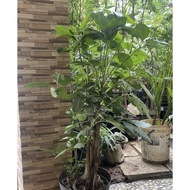 NEW Tanaman hias indoor outdoor walisongo / walisongo daun besar /