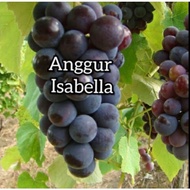 Anak Pokok Anggur Isabella Hybrid
