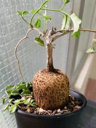 象足葡萄甕