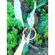 Variegated Plants/Peace Lily Variegated