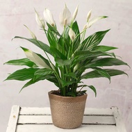 Pokok Bunga Peace Lily Putih